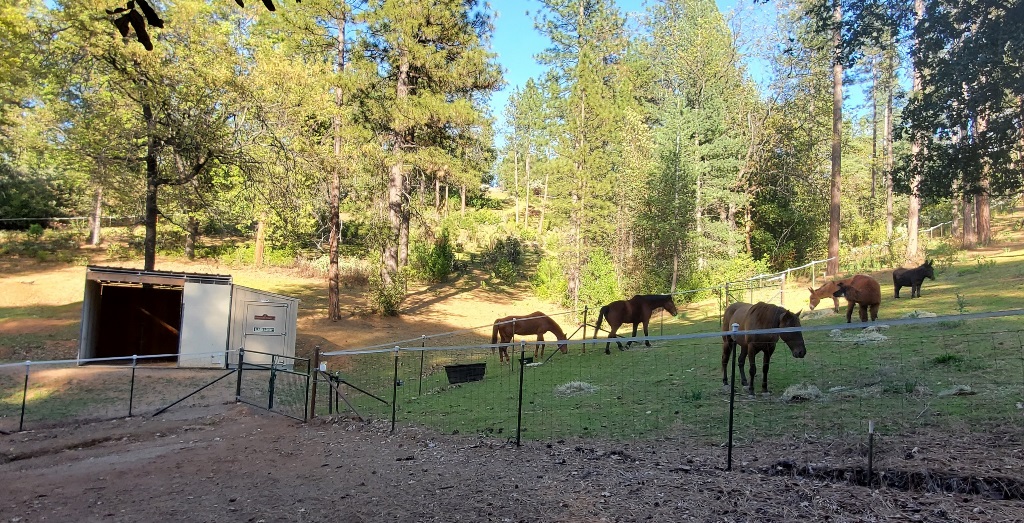 Overnight guest horse shelter and pasture